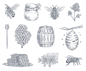 Bee engraving. Honey bees, beekeeping farm and honeyed honeycomb vintage hand drawn ink logotype. Honey spoon or jar, hive and wasp insect engraved. Vector illustration isolated symbols set