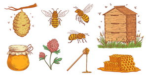 Hand drawn honey bee. Beekeeper engraving, bees honeycomb and vintage beekeeping farm. Honey nectar jar nutrition and bee insects. Colorful vector illustration isolated icons set