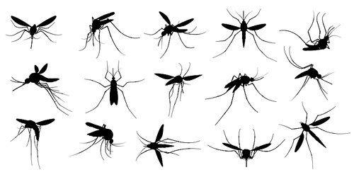 Mosquito silhouette. Flying mosquitoes, swarm insects spreading diseases, dangerous infection and viruses, malaria and dengue. Vector gnats black silhouette, mosquito insect bloodsucking illustration