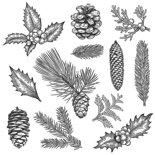Sketch xmas branch. Christmas plants fir branches, pine cones and holly leaves with berries, boxwood, botanical vintage engraving vector set. Hand drawn spruce tree elements for new year