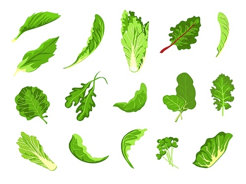 Salad leaves. Green fresh farm food, lettuce, cabbage, arugula, cress and kale. Healthy microgreen sprout, organic leaf vegetable vector set. Illustration salad vegetable and vegetarian leaf