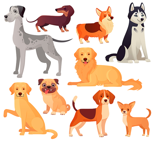 Dogs pets character. Labrador dog, golden retriever and husky. Sitting pug, chihuahua and dachshund. Cartoon domestic dogs pedigree vector isolated illustration icons set