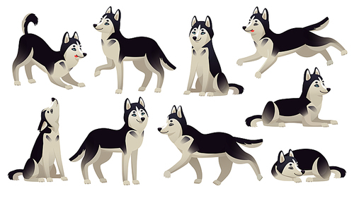 Husky dog poses. Cartoon running, sitting and jumping dogs. Active huskies animal characters. Siberian husky pedigree puppy dog, domestic breed pets isolated vector icons set