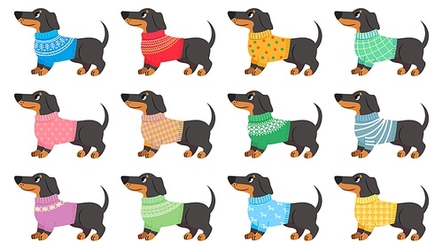 dachshund clothes. dogs wear with trendy s, puppy in various sweaters. cute pets, dachshunds fashion cartoon vector set. winter colorful clothing for isolated animals on white