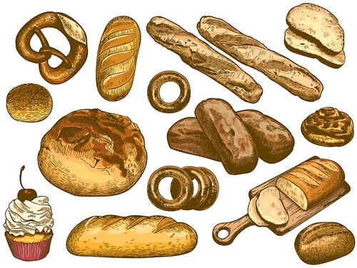 Color hand drawn bread. French loaf, fresh bakery donut, sesame bun and pretzel vector illustration set. Bundle of delicious wheat and rye baked products - baguette, cupcake, ciabatta, sweet roll.