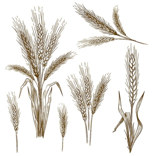 Hand drawn wheat ear. Sketch grain, wheat spikes and bakery grains vector illustration set. Collection of monochrome drawings of cultivated cereal plants, natural organic food crops in vintage style.