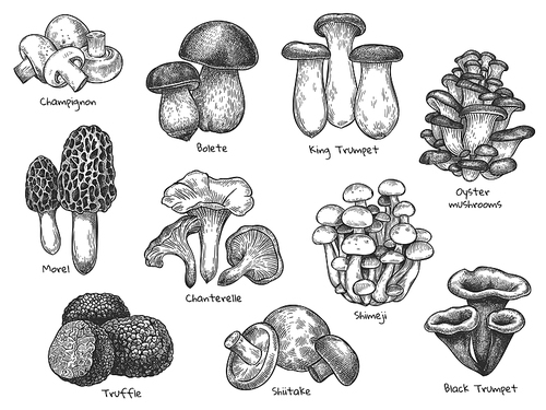 Sketch mushrooms. Hand drawn various edible mushroom morel, truffle, champignon, black and king trumpet, bolete mushroom vintage set. Organic vegetarian product for menu packaging vector illustration.