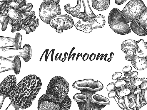 Mushrooms. Hand drawn different mushrooms organic vegetarian product food, sketch design for menu, label or packaging, vector background. Edible mushroom morel, truffle, champignon, trumpet