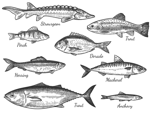 Sketch fish. Hand drawn different fishes trout, carp, tuna, herring and flounder, anchovy, dorado, fresh sea delicatessen vector set. Freshwater and ocean fishes, food and fishing sport concept