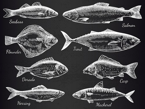 Hand drawn fish. Sketch various fish salmon and carp, mackerel, tuna, flounder, anchovy, gastronomy fishes on black vector set. Engraved seabass isolated on dark for fishing sport and cafe menu