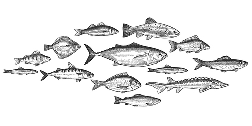 Fish school. Hand drawn fishes shoal, underwater marine ecosystem, sea and river inhabitants vintage engraved style vector set. Trot, perch and anchovy, herring and mackerel, delicacy food