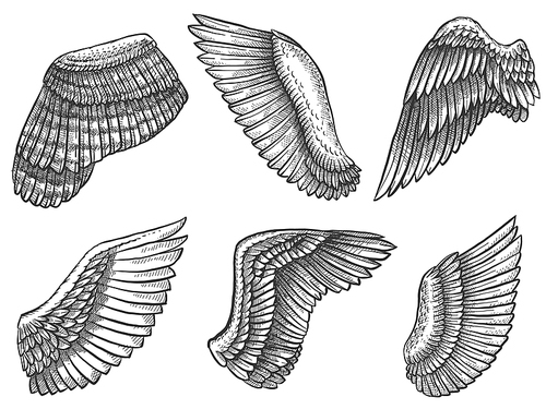 hand drawn wings. sketch bird or angel wing with feathers, engraved different heraldic symbols for  or emblem vintage vector set. wing elements in different position and shape