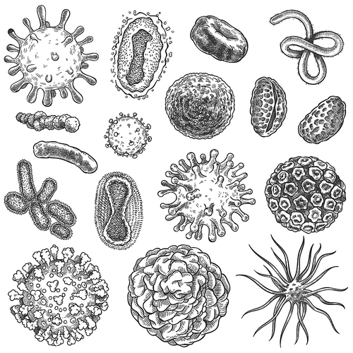 Sketch virus. Bacteria, coronavirus germ biology micro organic elements. Covid-19 viruses, cancer cells hand drawn engraving vector set. Illustration germ micro, covid-19 drawn sketch microbe