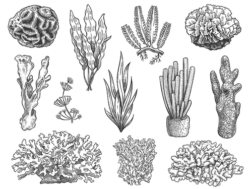 Sketch seaweed. Ocean reef coral and water plant, algae. Underwater life weeds. Marine botanical, cosmetology hand drawn engraved vector set. Illustration coral reef, water ocean underwater flora