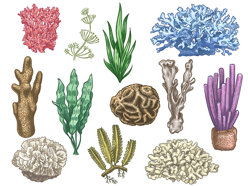 Hand drawn seaweeds and corals. Sea reef and aquarium underwater plants. Kelp, algae marine weeds vintage colored style isolated vector set. Illustration coral reef sea, seaweed marine