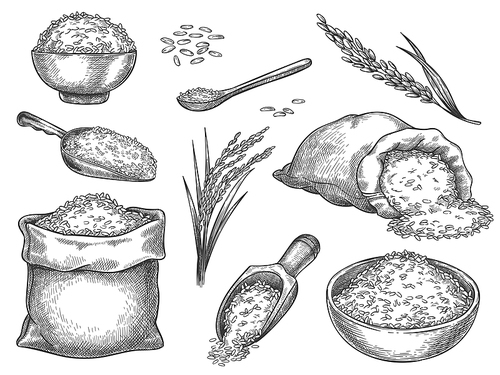 Sketch rice grains. Vintage seeds pile and farm ears. Whole basmati grain in bag, scoop and spoon. Rice porridge bowl. Hand drawn vector set. Illustration healthy ingredient, meal nutrition drawing