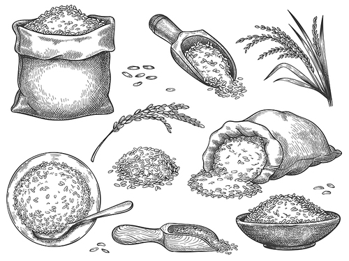 Hand drawn rice flour. Retro engraving cereal spikelets of wheat, rye, barley, basmati or jasmine rice. Grains in sack and scoop vector set. Illustration rice engraving meal, collection heap seeds