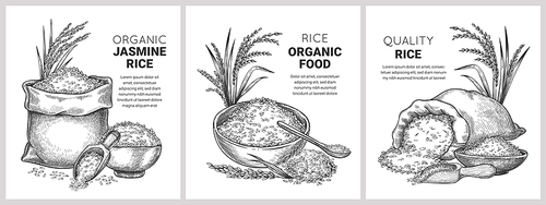 Hand drawn rice label. Retro sketch organic cereal grains in bag and bowl. Farm basmati wild jasmine rice. Vector flour packages concept. Illustration basmati organic rice, nutrition uncooked banner