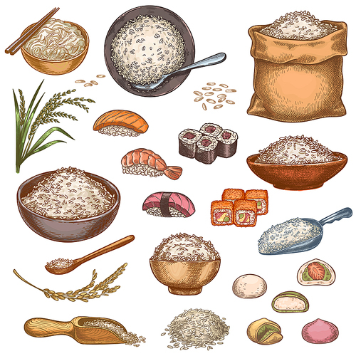 Rice food. Hand drawn asian dishes sushi rolls, mochi, porridge bowl and noodles. Bag and piles of rice grains. Japanese cuisine vector set. Healthy and organic products with fish or seafood