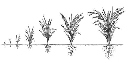 Rice growth. Plant crop growing cycle. Sketch life stages of farm cereal. Hand drawn spikelets in soil. Grains increase steps vector concept. Periods and phases of ripening, farming