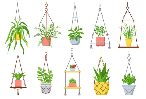 Home plant in hanging pot. Houseplant, succulent and cactus in pots on macrame rope. Decorative plants in cozy scandinavian style vector set. Illustration houseplant of interior