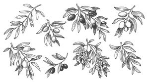 Engraved olive branch. Sketch branches with leaves and blossoms, hand drawn olives design element. Agricultural ripe plant or fruit isolated on white  vector illustration set.