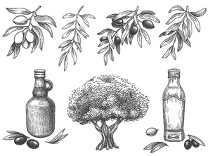 Engravied olive oil. Hand drawn olives tree, sketch oil bottle and olive branches with leaves vector illustration set. Branch olive tree, plant oil vegetarian