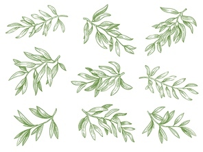 Olive branches. Green greek olives tree branch with leaves decorative hand drawn vector sketch illustration set. Engraved ripe green natural and organic plant twigs isolated on white