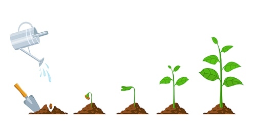 Green sprout grow. Seedling and planting phases. Plant with leaves, bean in soil, watering can. Plants growing progress vector infographic. Agricultural process, environment development and care
