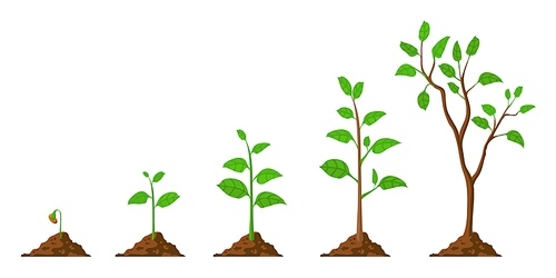 Tree grow. Plant growth from seed to sapling with green leaf. Stages of seedling and growing trees in soil. Gardening process vector concept. Eco, botanical cultivation, green foliage