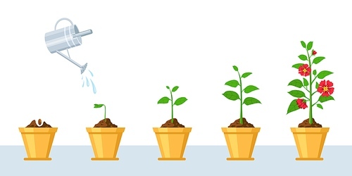 Flower growth process. Seedling, watering and gardening flowers phases. Stage of sprout growing into blossom plant in pot vector infographic. Floral cycle, plant growth and development