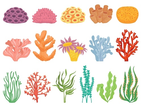 Ocean coral. Seaweeds and sea plant creatures, marine kelp. Underwater reef flora, corals and algae. Aquarium seaweed, ocean flora and fauna isolated on white cartoon vector illustration set.