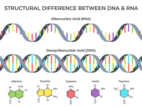Infographic DNA and RNA spiral. Ribonucleic vs deoxyribonucleic acid structure, genetic structure and scientific. Chromosome molecule, thymine or dna and rna structuring vector illustration