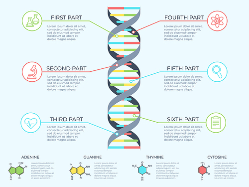 DNA infographic. Genetic spiral, genomic model molecule diagram and adn pattern structure chart. Medicine molecular rna, chromosome infographics or dna gene scientific vector concept illustration