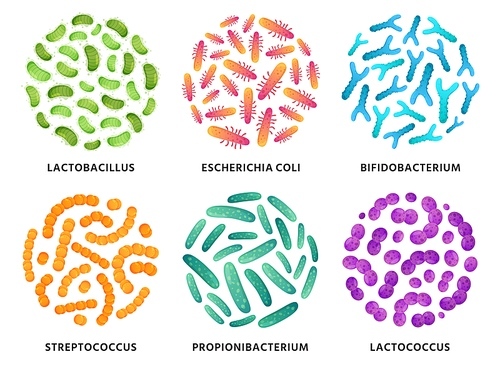 Probiotics. Lactobacillus, bifidobacterium and lactococcus probiotic bacteria in circle. Good bacterias vector illustration set. Bacteria and bifidobacterium, lactobacillus and probiotic
