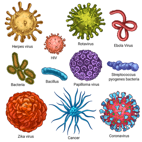 Viruses. Sketch color herpes, hiv and papilloma, zika and coronavirus. Cancer, streptococcus cells. Germs and bacteria isolated vector set. Illustration coronavirus disease, bacteria infection