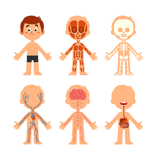 Cartoon boy body anatomy. Human biology systems anatomical chart icon. Skeleton, veins system and muscle brain organs physiology medicine healthcare colorful vector isolated symbol illustration set