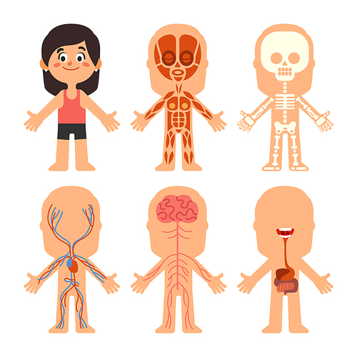 Cartoon girl body anatomy. Woman brain veins, organs liver and nervous system biology chart. Human skeleton and muscle systems education science medical physiology vector isolated symbol illustration