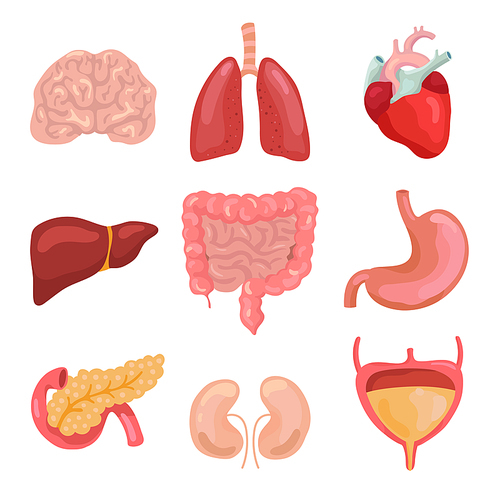 Cartoon human body organs. Healthy digestive, circulatory. Organ anatomy icons for medical chart, gastrointestinal system, intestine heart brain and gallbladder. Medicine vector isolated icons set