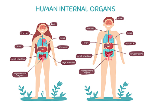 Cartoon human body anatomy. Male and female internal organs, humans physiology chart. Anatomical medicine infographic healthcare education information vector illustration