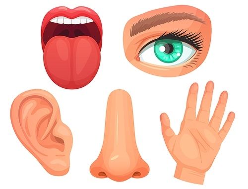 Cartoon sensory organs. Senses organs, eyes vision, nose smell, tongue taste buds, skin touch and hearing ears. Hand and mouth sensory organ part. Vector illustration isolated icons set