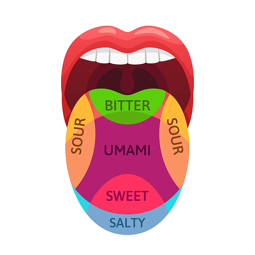 Human tongue taste zones. Sweet, bitter and salty tastes receptors. Tasting areas, umami and sour diagram. Medicine mouth flavor tasteful tongues localization map cartoon vector illustration