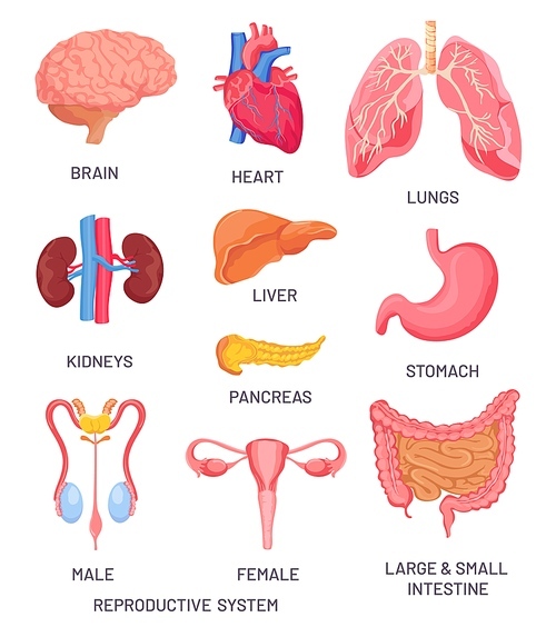 Human organs. Cartoon brain, pancreas and intestine. Male and female reproductive system. Internal organ for anatomy educational vector set. Illustration brain human, organ stomach and liver