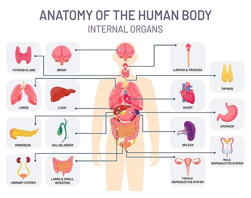 Human organs system. Medical body anatomy, man internal physiology. Respiratory, reproductive and digestive systems vector infographic. Anatomy human chart, medicine internal organ system illustration