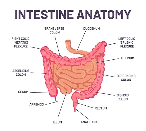 Intestine anatomy. Human body digestive system bowel infographic with duodenum, colon and jejunum. Internal abdominal organ vector structure. Medical education, hospital or school banner