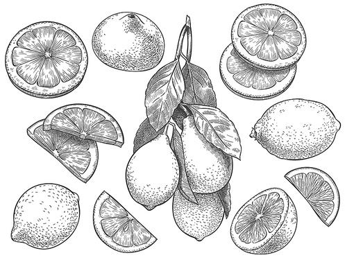 Sketch lemon. Hand drawn sliced lemons, citrus fruit with leaves and half lemon vector illustration set. Lemon citrus half, fresh botanical fruit