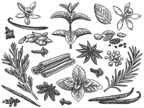 Engraved spices. Cardamom, vanilla flower and pod. mint, black pepper and rosemary, cloves. Indian cooking seeds hand drawn vector set. Ingredients for culinary, cooking herbs seamless pattern