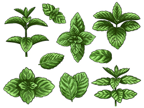 Green mint leaves. Sketch peppermint herb, spearmint plant. Melissa menthol leaf vintage hand drawn vector botanical isolated set. Healthy aroma, herbal natural plant isolated on white