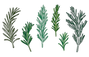 Sketch rosemary. Fresh rosemarys branches with leaves for seasoning, retro woodcut. Herb or plant for cooking or culinary. Vector isolated hand drawn vintage spice illustration set.