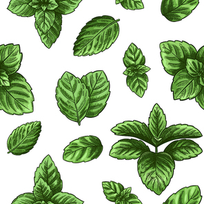 Mint seamless pattern. Green peppermint leaves, spearmint healing herb. Melissa botanical vector wallpaper  texture. Engraved herbal plant isolated in white background for fabric